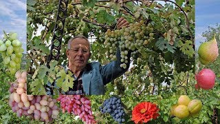 Начинающим виноградарям. Виноград для беседки 2017
