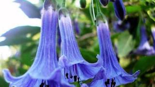 Brugmansia Бругмансия