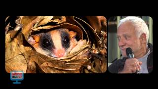 Campus Mag LR: Opossums de Guyane, la famille s'agrandit (Université Montpellier 2)