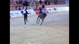 dubai international horse fair III