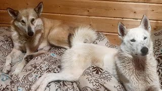 Снежка бы лайкам/Слушаем волков/Варим кашу/