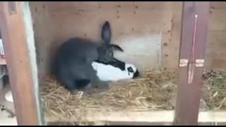 COELHOS FAZENDO VIDEO PORNO/SEXO