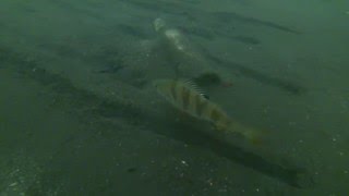 Подводный фидер, 6 часть. Underwater Feeder Fishing Part VI "Perch&Vodka"