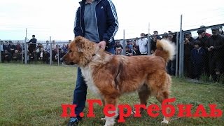 Питомник "Гергебиль" горный Дагестан