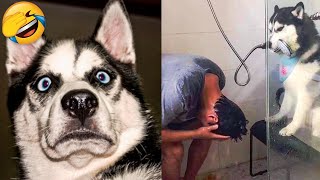 Cute Dogs And Cats That Will Make You Laugh - Funny Animals Compilation #3