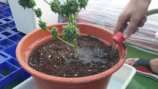 COMO hacer LAVADO de RAICES y Seguimiento CULTIVO EXTERIOR de REGULARES y AUTOMATICAS Nº15 |JoWeed|