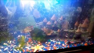 Новый Аквариум 200 литров!!! или как сделать пузырьки?! / New Aquarium 200 liters !!!