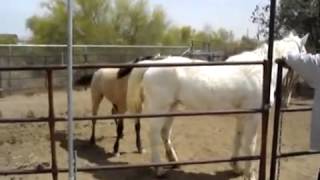 Horses Mating, Much Love in the Air