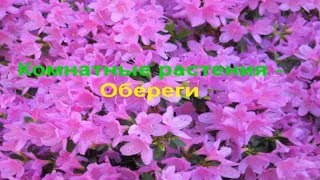 Растения обереги. Растения обереги для дома. Польза домашних растений.