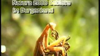 Wildes Land im Osten- Die Natura 2000 Gebiete im Burgenland