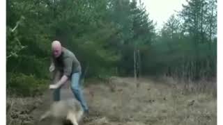 Спас волка из капкана?