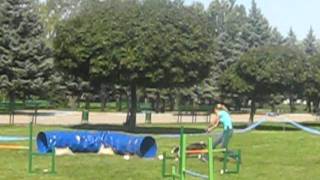 аджилити бордер колли Ася