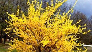 ЗОЛОТАЯ ФОРЗИЦИЯ /Цветет форзиция/