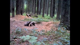 Obserwator 50: Żywot borsuka poczciwego / Life of a badger