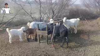 Donkey mating with goat/Animal in Form/Animal life