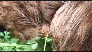 Fermierul  (Nutria)