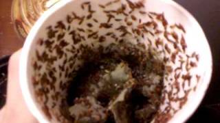 Fruit fly breeding update and feeding fruit flies to rankins dragons.