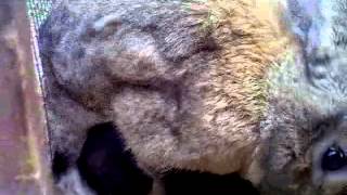 Xatuba ,,, Erazelov coct mta ,shoshapelov...  ...
