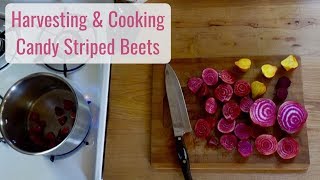 Tiny House Cooking - Harvesting & Cooking Candy Striped Beets