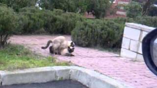 2 Cats Mating at Parking Lot!!  Kediler pompix siyam kedileri ciftleşiyor