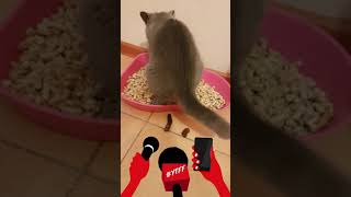 Кошка.Какает.Приколы.Ржака.Юмор.Кошки.Котята.2018.Russia.Vine.Prikoli.31029.Chelyabinsk.Челябинск