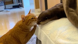 ひきこもりカワウソをなんとか外へ出そうと奮闘する猫 cat struggles to get a shut-in otter out of the house