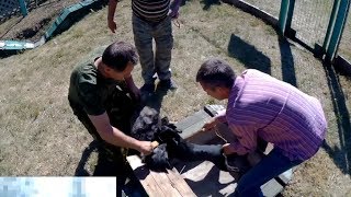 ЛИСА ПРОТИВ СОБАКИ. 1 диплом на испытаних ягдтерьеров на искусственной норе.