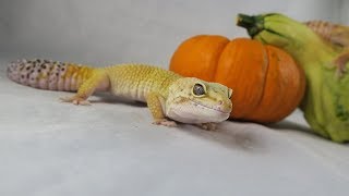 October Frog Room Tour!