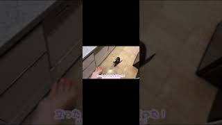 ささみが茹で上がるのを我慢できず全身で訴えるカワウソ otter demanding chicken breast #shorts