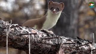 Воришка горностай / Stoat, the Little Thief