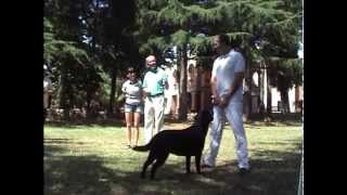 Курс по Хендлингу для заводчиков; Италия, июль 2013. Corso di hendling di D.Curd!