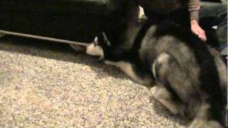 Husky Hunting Instinct