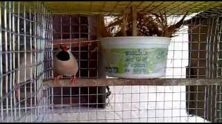 Shaft tail Finches