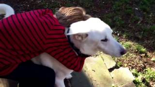 Boy and dog reunion surprise after a year apart.