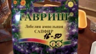Лобелия ампельная Сеем россыпью Очень мелкие семена!!