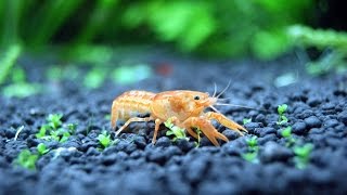 Брачные игры Оранжевых Мексиканских Карликовых раков