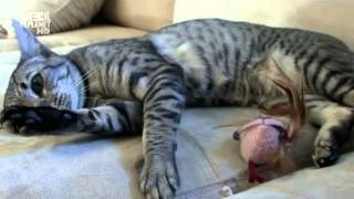 Введение в котоводство Animal Planet S03E03