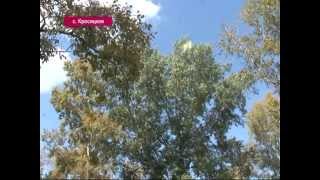 Тополя в селе Красицком. Краеведение 20/09/2014 GuberniaTV