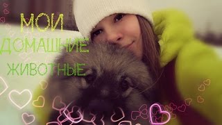 Мои домашние животные//Alisa Sekret