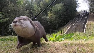 カワウソさくら 大草原と大階段を走り回ってきた！ otter running the prairie and the grand staircase