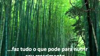 História do Bambu Chinês