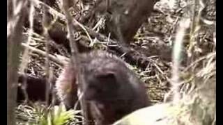 European mink