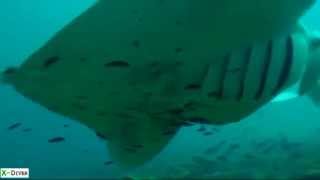 Дайвинг на Мальдивах, water world Maldives
