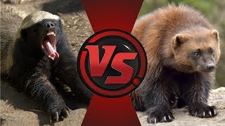 ВЕРСУС | МЕДОЕД ПРОТИВ РОСОМАХИ | БОЙ НАСМЕРТЬ! | БИТВА 1 НА 1 | КТО СИЛЬНЕЕ???