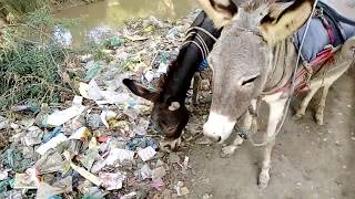 Donkey Mating full HD video