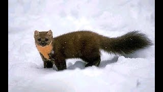 Охота на куницу-обход путиков 4.12.2017 ...опять норка и бобр.(Будни охотника и рыбака)