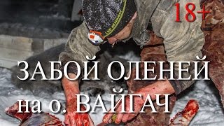 Забой оленей на Вайгаче - остров между Баренцевым и Карским морями