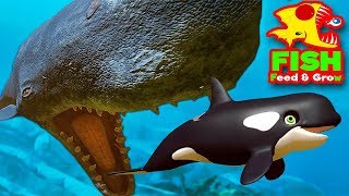 Feed and Grow Fish - НОВЫЕ РЫБЫ - БЕЛУГА И КИТ