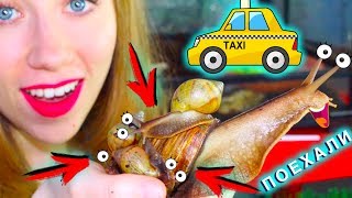 ДЕТИ ГИГАНТСКИХ УЛИТОК ПЕРЕЕЗЖАЮТ В ОГРОМНЫЙ ДОМ | Elli Di Pets