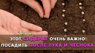 Обязательно посадите этот сидерат после лука и чеснока! Вы реально останетесь довольны!